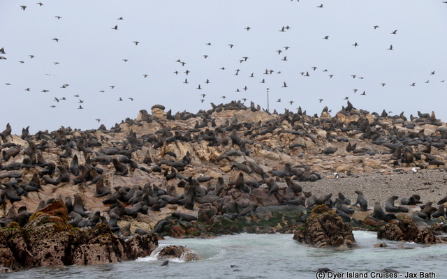 Lunge_Feeding_Brydes_Whale_9_1553780560