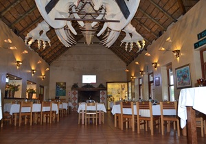 Skeleton of a female Southern Right Whale