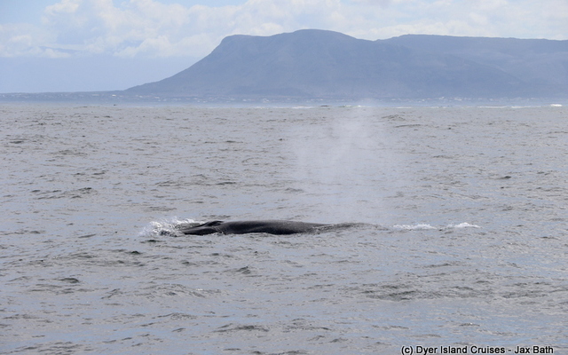 safari_south_africa_overberg_western_cape_3_1554366251