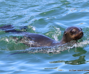 Marine Big 5 Tour, 30 March 2018