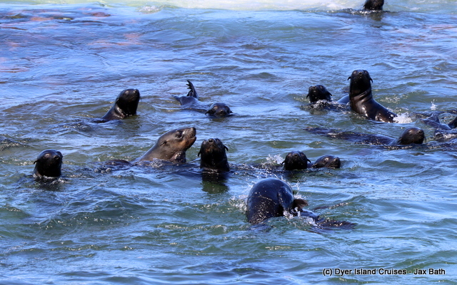 safari_south_africa_overberg_western_cape_6_1554366253