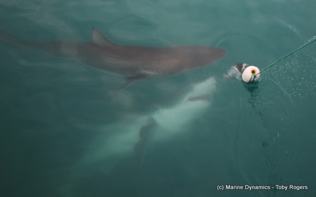 marine_dynamics_shark_cage_diving_sharks_1555051197
