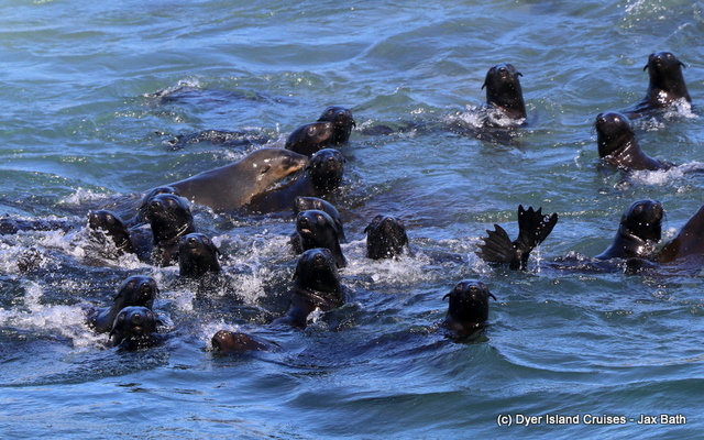 Cape Fur Seals
