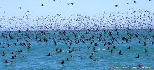 Sea Safari - Whale Watching in Gansbaai