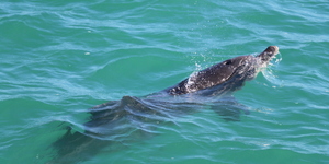 Indian Ocean Humpback Dolphin