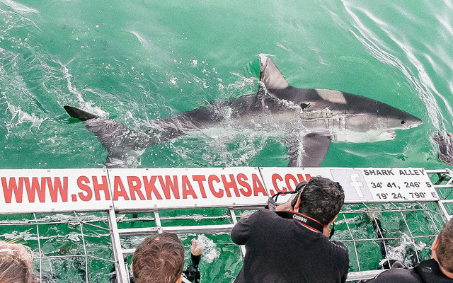 Villa The Cherry - Shark Cage Diving in Gansbaai