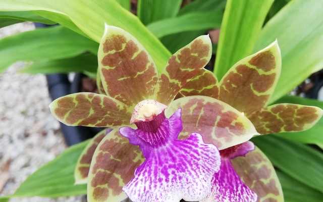 Zyg._Dragon_Kitten_Patches_1_1555917788