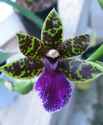 Fragrant Orchids For Sale