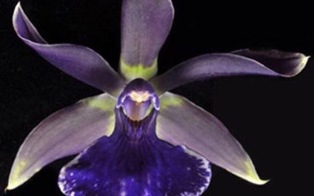 Zygotoria_Midnight_Blue_Cardinals_Roost_AD_HCC_AOS_1555917786