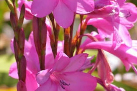 Napier - Tip of Africa Nursery - Watsonia borbonica