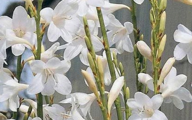 Napier - Tip of Africa Nursery - Watsonia borbonica Napier - Tip of Africa Nursery - Watsonia borbonica