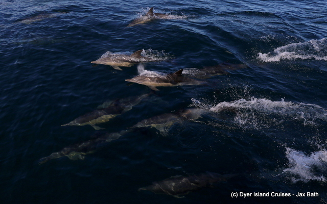 Common_dolphin_watching_south_africa_western_cape_boat_tours_Dyer_Island_Cruises_16_1556783247