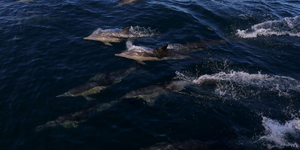 Common_dolphin_watching_south_africa_western_cape_boat_tours_Dyer_Island_Cruises_16_1556783247