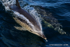 Ocean Adventure - Common Dolphins Spotted