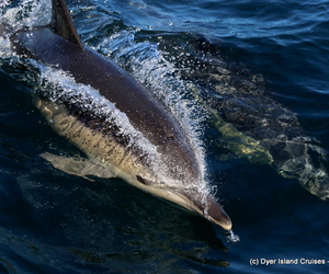 Ocean Adventure - Common Dolphins Spotted