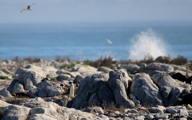 Common_dolphin_watching_south_africa_western_cape_boat_tours_Dyer_Island_Cruises_7_1556783249