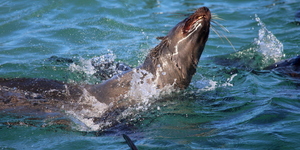 Common_dolphin_watching_south_africa_western_cape_boat_tours_Dyer_Island_Cruises_9_1556783249