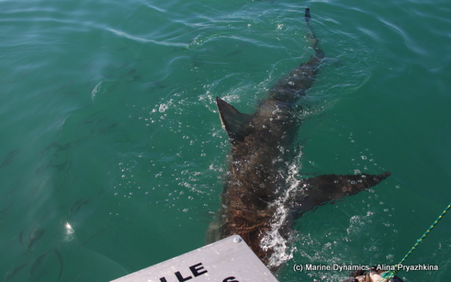 Gansbaai - Marine Dynamics - Shark