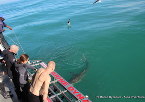 Daily Blog 09 May 2019 | White Shark Diving Gansbaai