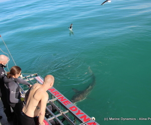 Daily Blog 09 May 2019 | White Shark Diving Gansbaai