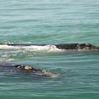 Reasons to visit Gansbaai and book accommodation at Aire del Mar Guest House Reasons to visit Gansbaai and book accommodation at Aire del Mar Guest House