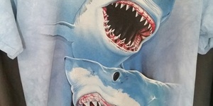 Shark - 