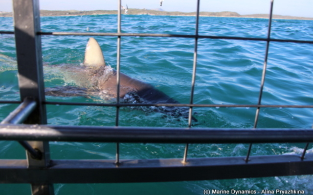 Marine Dynamics Shark Tours - Shark Cage Diving in Gansbaai