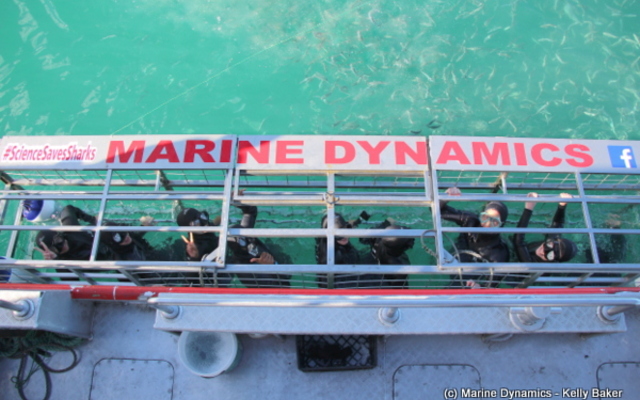 Marine Dynamics Shark Tours - Shark Cage Diving in Gansbaai