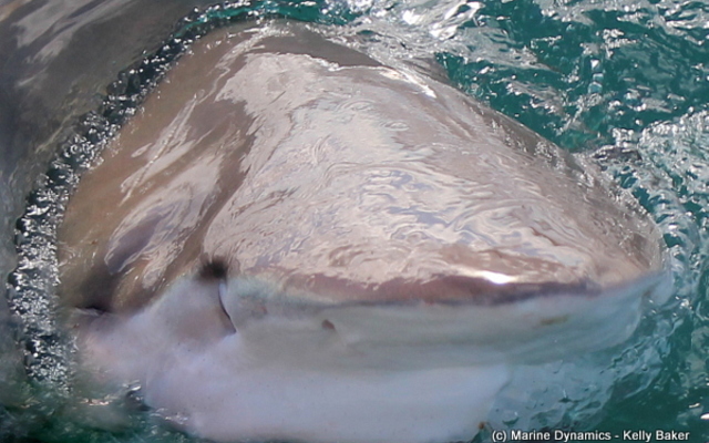 Marine Dynamics Shark Tours - Shark Cage Diving in Gansbaai