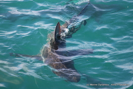 Daily Blog 23 May 2019 | Shark Diving South Africa