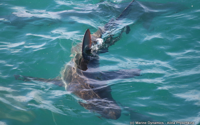 Marine Dynamics Shark Tours - Shark Cage Diving in Gansbaai