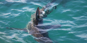 Marine Dynamics Shark Tours - Shark Cage Diving in Gansbaai
