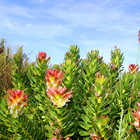 Gansbaai & Pearly Beach Horse Trails