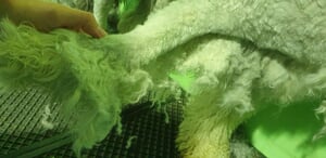 How To Take Care of Your Dog's Coat This Winter