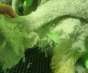 How To Take Care of Your Dog's Coat This Winter