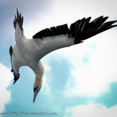 Cape Gannet changes direction mid-dive!