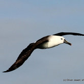 A Yellow-Nosed Albatross