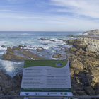 Hermanus Biodiversity Walk