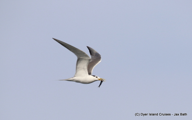Whilst waiting for the whales, we spotted this Swift Tern bringing home some food.