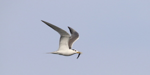 Whilst waiting for the whales, we spotted this Swift Tern bringing home some food.
