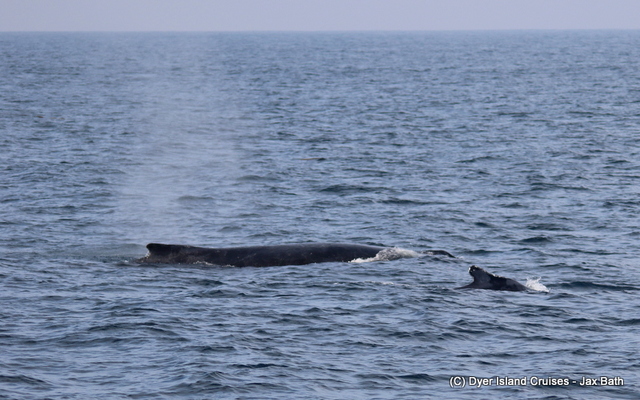 We found 2 Humpback Whales travelling in the deep with a Brydes Whale, which is a pretty unusual sight.