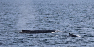 We found 2 Humpback Whales travelling in the deep with a Brydes Whale, which is a pretty unusual sight.