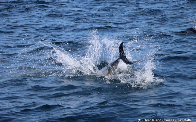 A Common Dolphin having some fun.