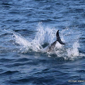 A Common Dolphin having some fun.