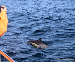 Welcome to Whale Season 2019....