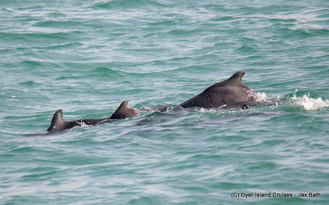 There were at least 6 Indian Ocean Humpback Dolphins in the bay today, including Fingers, Claw and two young calves.