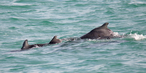 There were at least 6 Indian Ocean Humpback Dolphins in the bay today, including Fingers, Claw and two young calves.