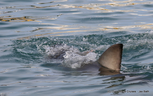 The iconic dorsal fin of The Great White Shark.