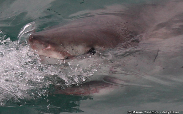 marine_dynamics_shark_tours_1_1559911820