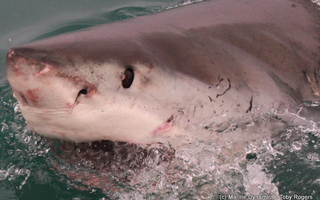 marine_dynamics_shark_tours_5_1559911823